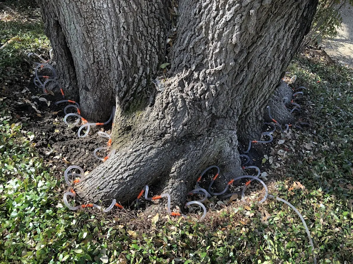 Detailed Tree Cabling and Bracing job site in Forest Grove